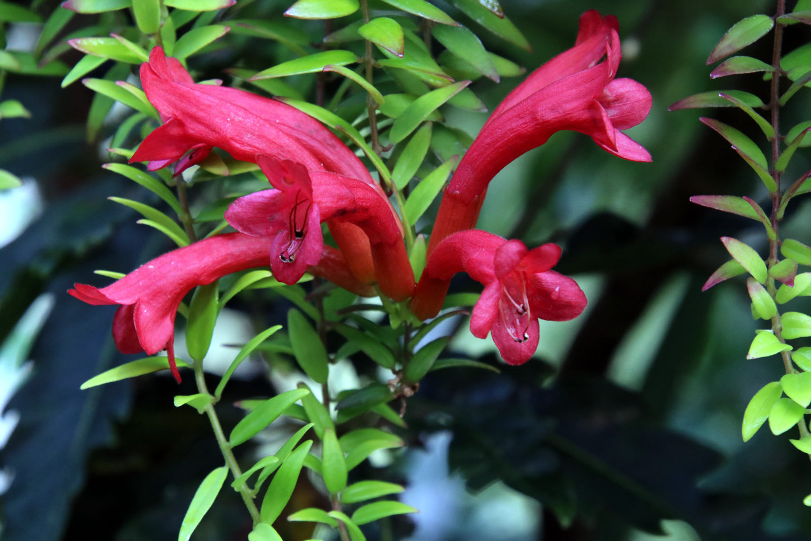 2018 02 10 BotanicGardens 2330